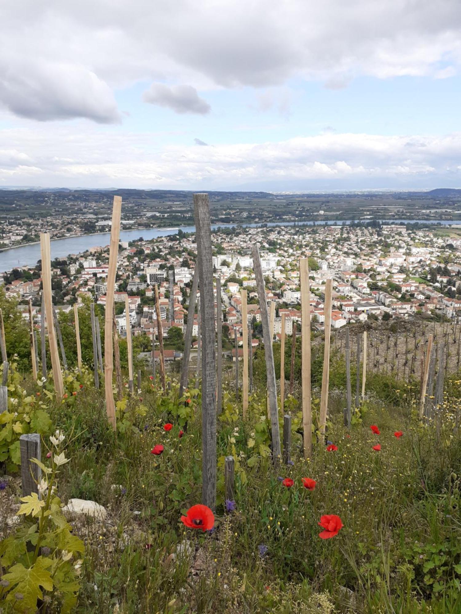 Gite Du Vigneron A La Terrasse Piscine Local Velos Tournon-sur-Rhone Exterior foto